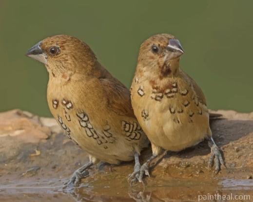 Pair Of Spice Finches Birds Painting By Numbers Kits