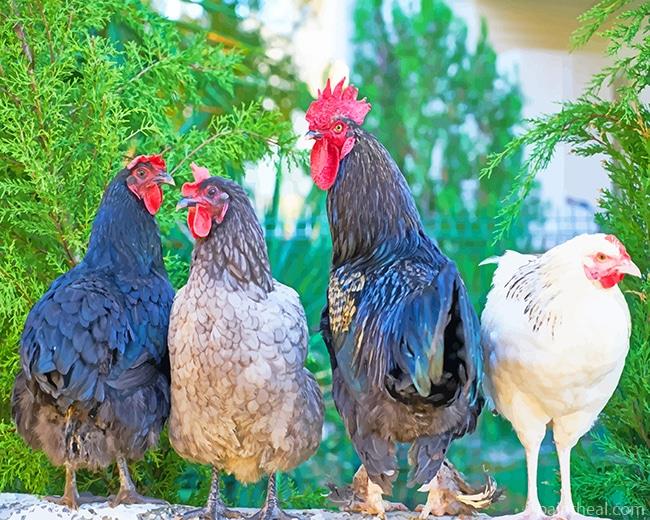 Four Assorted Color Roosters Painting By Numbers Kits