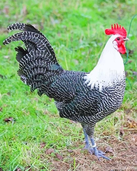 Campine Chicken Painting By Numbers Kits