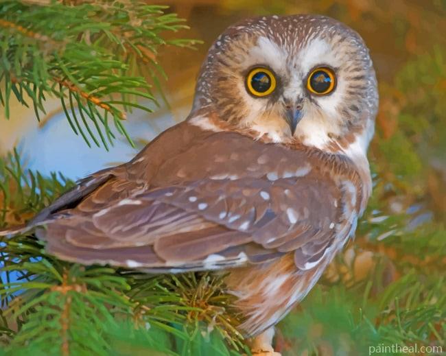 Wide Open Owl Eyes Painting By Numbers Kits