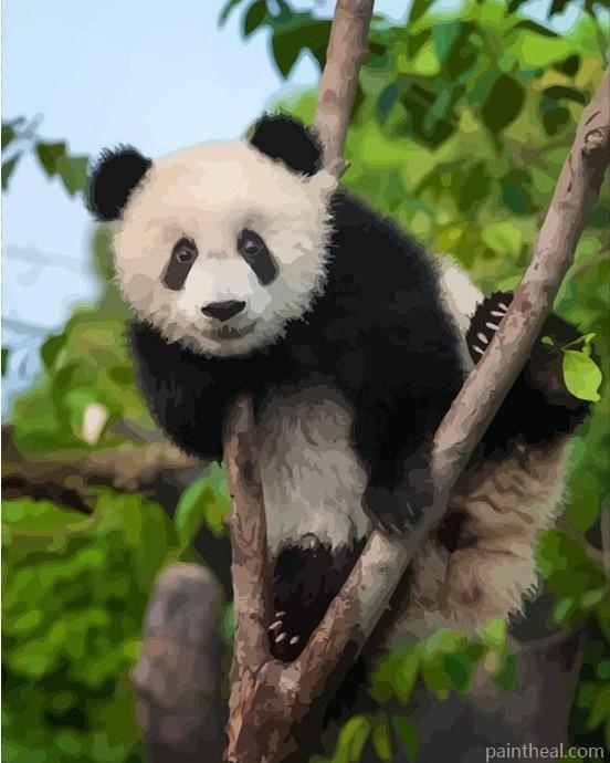 Panda In Forest Painting By Numbers Kits