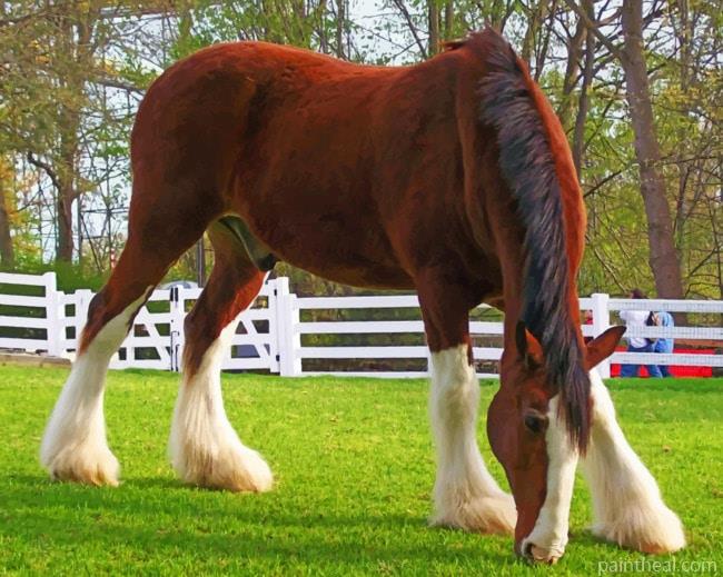 Clydesdale Horse Painting By Numbers Kits