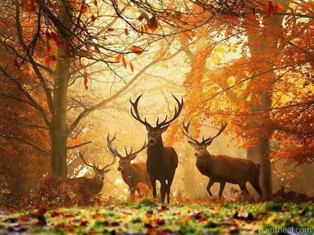 Deer In Autumn Forest Painting By Numbers Kits