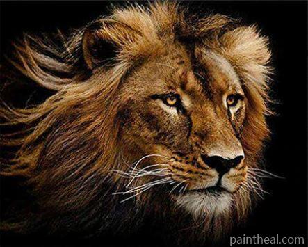Wild Lion Painting By Numbers Kits