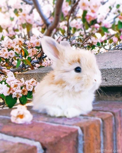 Baby Angora Rabbit Painting By Numbers Kits