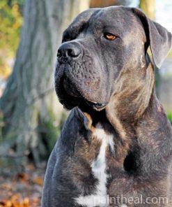 Cute Cane Corso Dog Painting By Numbers Kits