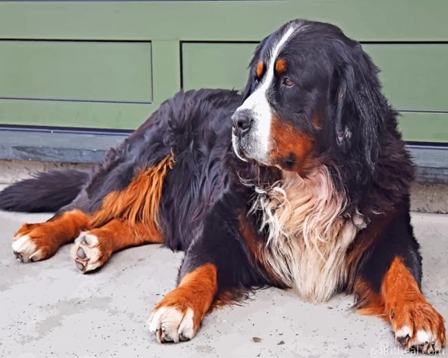 Bernese Mountain Dog Painting By Numbers Kits