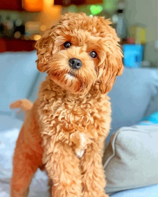 Cavapoo Puppy Painting By Numbers Kits