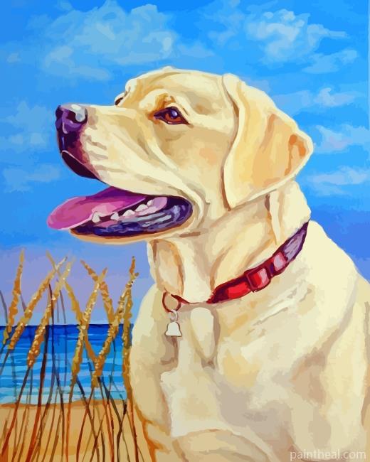 Blonde Labrador Dog Painting By Numbers Kits