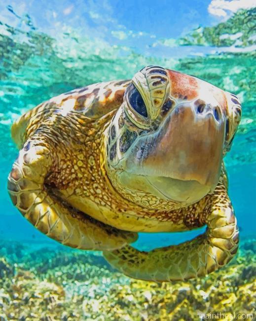 Turtle Underwater Painting By Numbers Kits