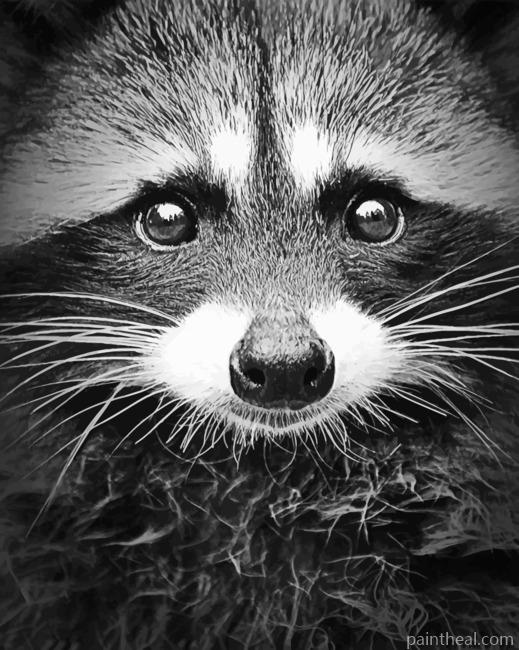 Black And White Raccoon Painting By Numbers Kits