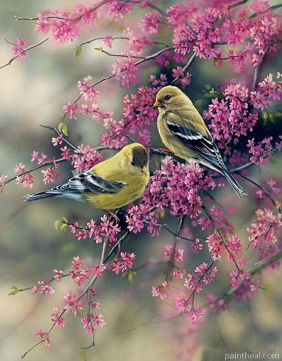 American Goldfinch Painting By Numbers Kits