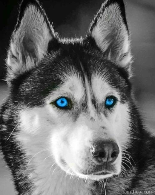 Black And White Husky Painting By Numbers Kits