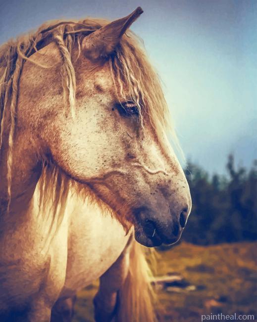 Blonde Horse Painting By Numbers Kits