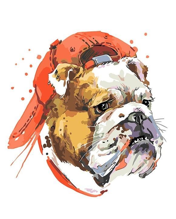 Bulldog With Hat Painting By Numbers Kits