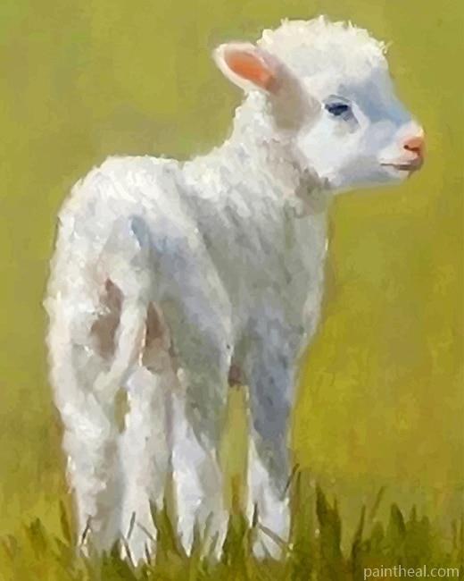 White Lamb Painting By Numbers Kits