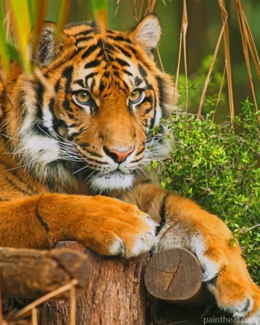 Tiger In The Forest Painting By Numbers Kits