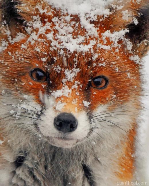 Snow Covered Fox Painting By Numbers Kits