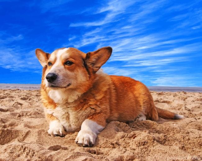 Welsh Corgi Dog Painting By Numbers Kits