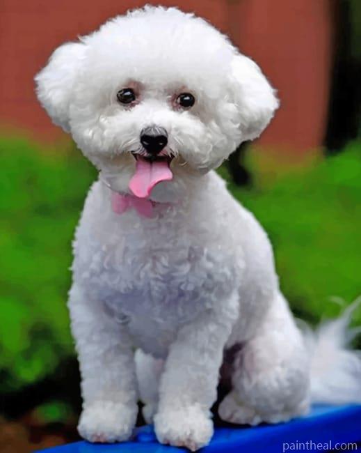 Bichon Frise Painting By Numbers Kits