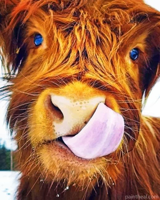 Highland Cow Painting By Numbers Kits