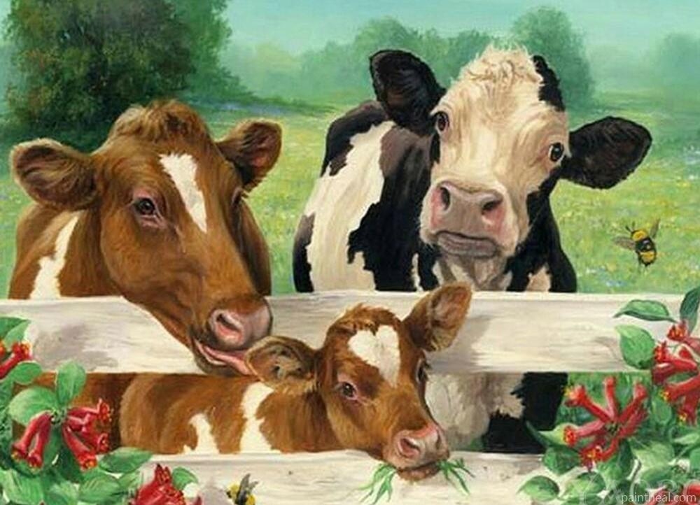 Cows in Cowshed Painting By Numbers Kits
