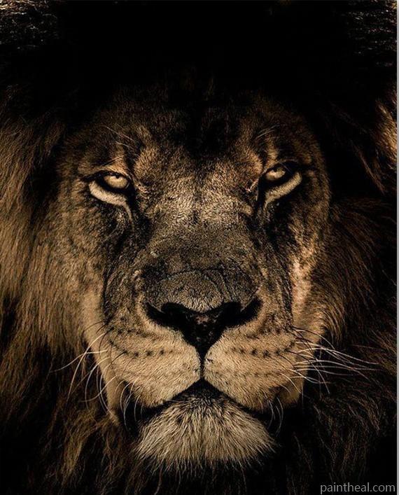 Lion In Dark Painting By Numbers Kits