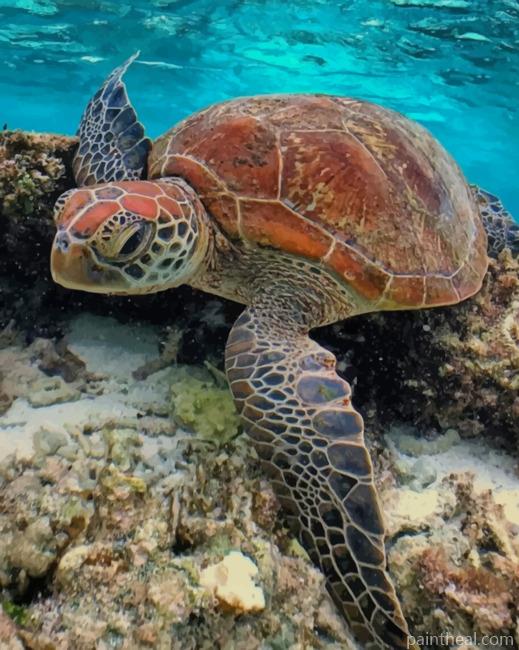 Sea Turtle In The Water Painting By Numbers Kits