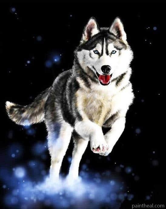 Jumping Husky Painting By Numbers Kits