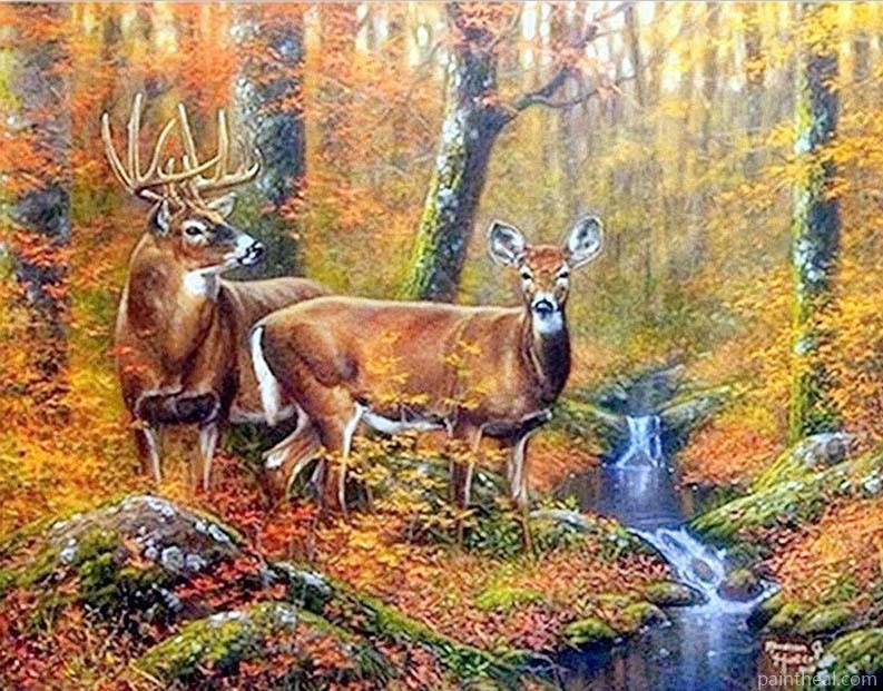 Mule Deer In Jungle Painting By Numbers Kits