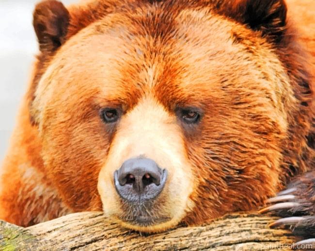 Wild Brown Bear Painting By Numbers Kits