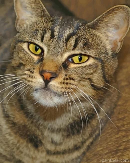 Domestic Short Haired Cat Painting By Numbers Kits