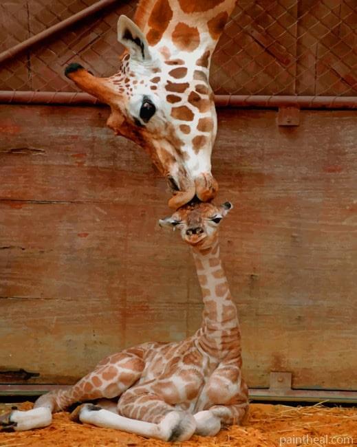 Mommy And Baby Giraffe Painting By Numbers Kits