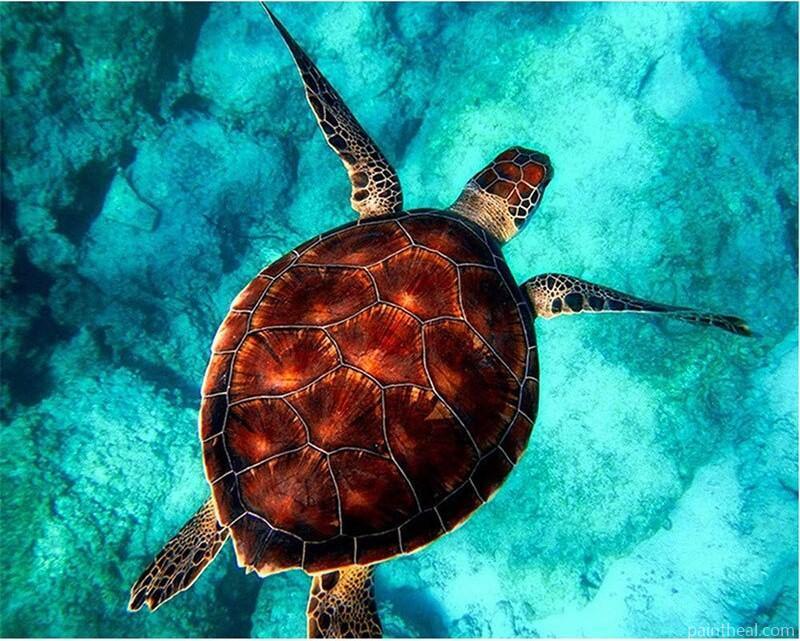 Sea Turtle Swimming Painting By Numbers Kits