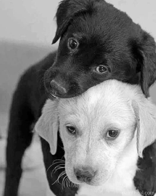 White And Black Dogs Painting By Numbers Kits
