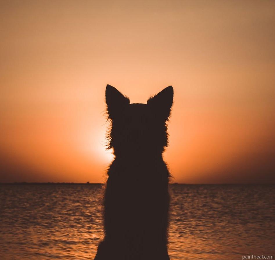 Dog Silhouette At Sunset Painting By Numbers Kits