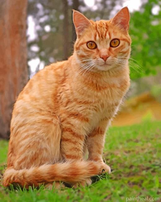 Orange Tabby Cat Painting By Numbers Kits