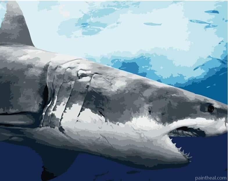 Great White Shark Painting By Numbers Kits