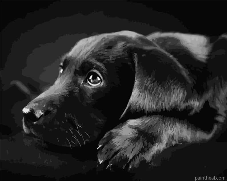 Black Labrador Retriever Dog Painting By Numbers Kits