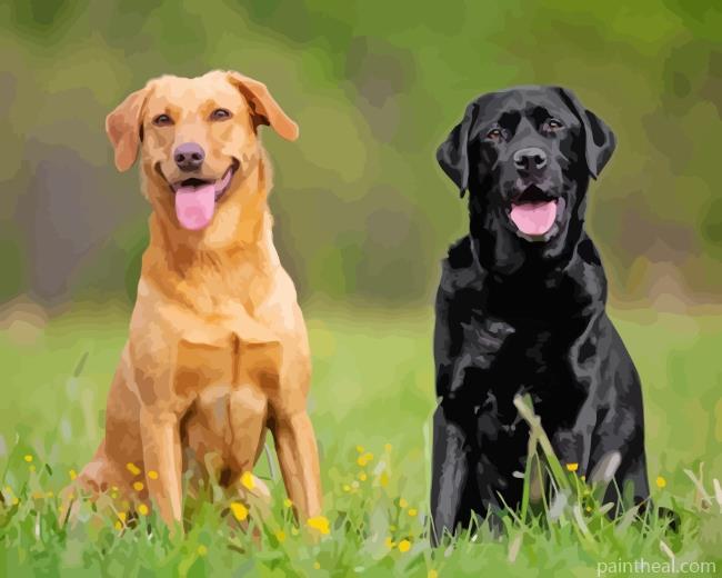 Black and Blonde Labradors Painting By Numbers Kits