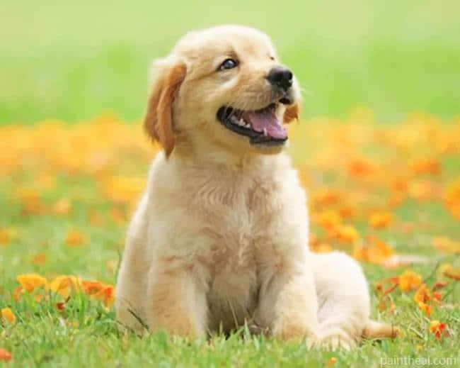 Puppy In The Garden Painting By Numbers Kits