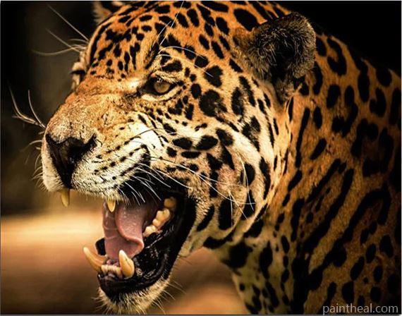 Leopard Fangs Painting By Numbers Kits