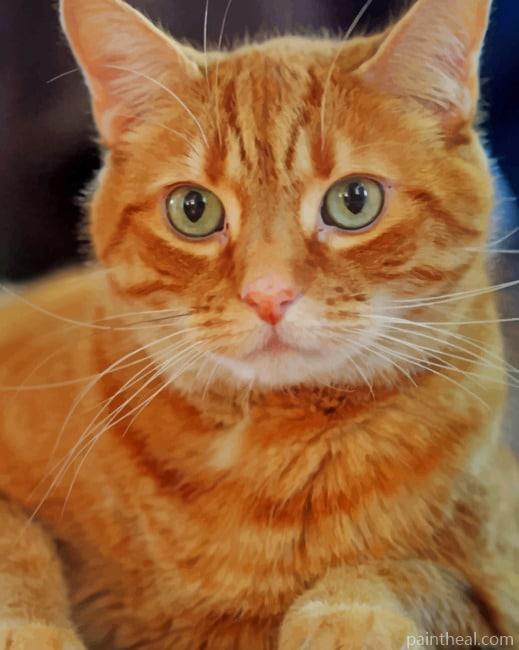 Orange Cat With Green Eyes Painting By Numbers Kits