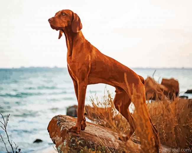 Vizsla Dog Painting By Numbers Kits
