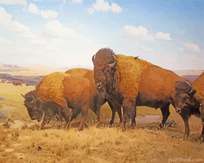 Wild Buffaloes Painting By Numbers Kits