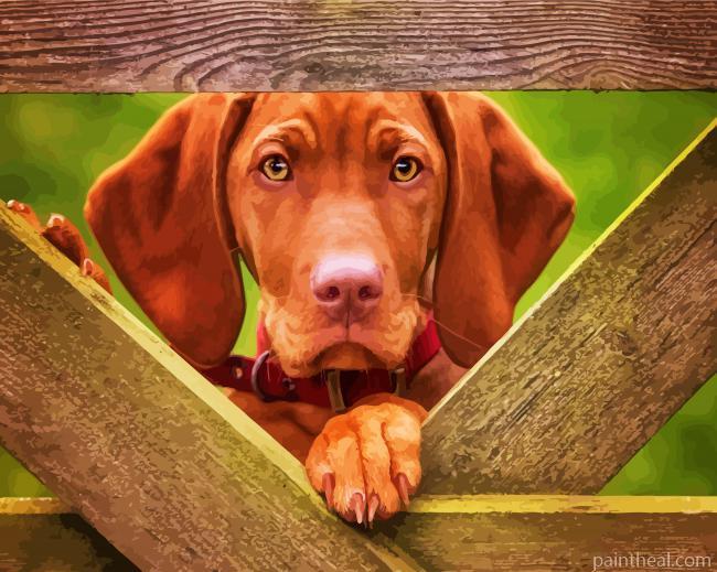 Cute Vizsla Dog Painting By Numbers Kits