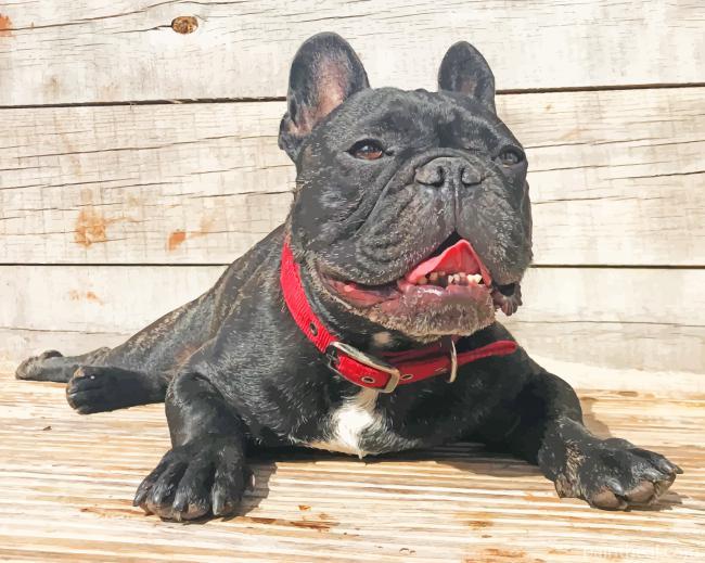Black Bulldog Painting By Numbers Kits