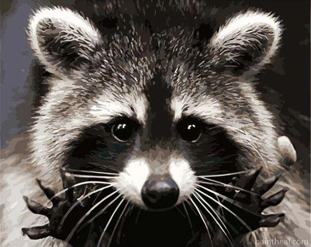 Raccoon Animal Painting By Numbers Kits