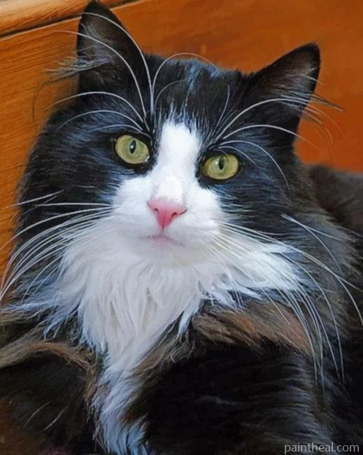 Long Hair Tuxedo Cat Painting By Numbers Kits