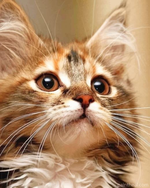 Kitten With Brown Eyes Painting By Numbers Kits